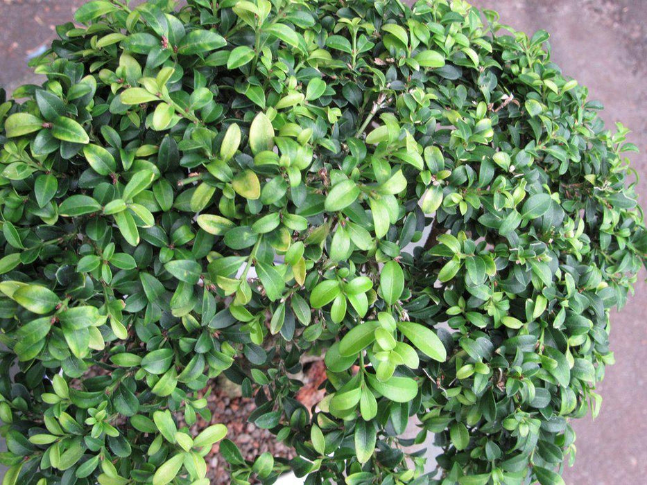 38 Year Old Japanese Kingsville Boxwood Specimen Bonsai Tree Top