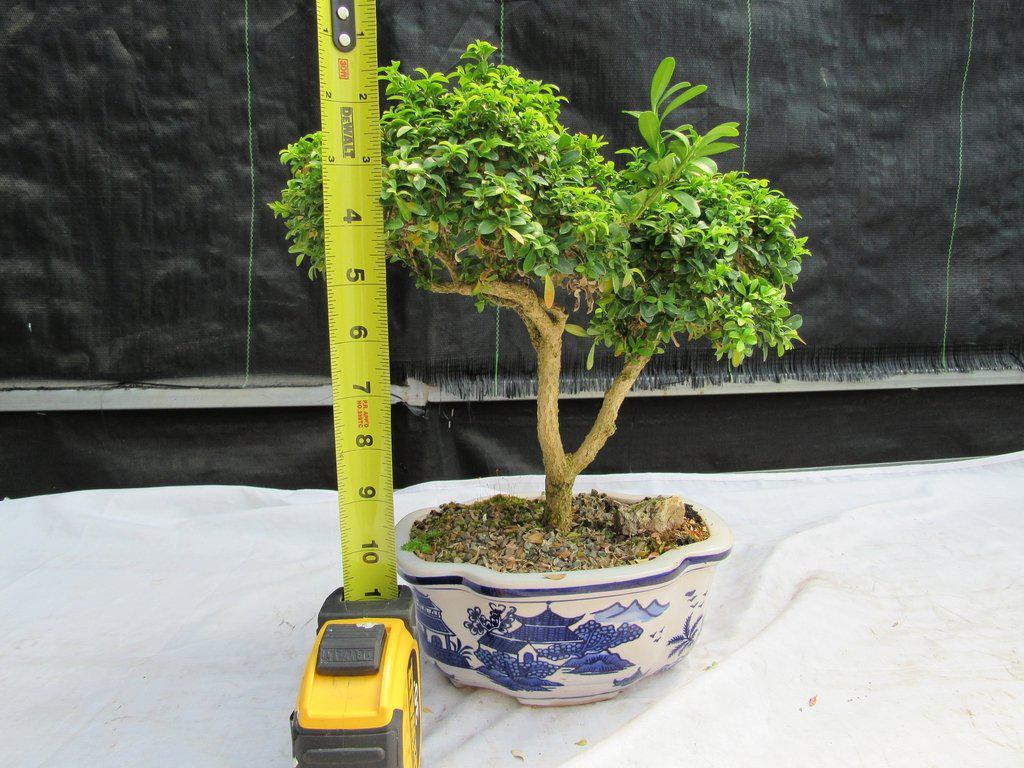 38 Year Old Japanese Kingsville Boxwood Specimen Bonsai Tree Height