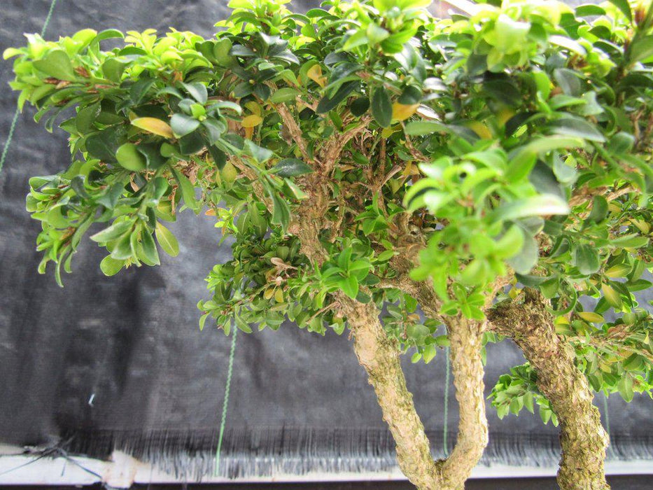 38 Year Old Japanese Kingsville Boxwood Specimen Bonsai Tree Leaves
