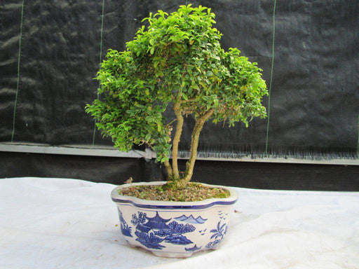 38 Year Old Japanese Kingsville Boxwood Specimen Bonsai Tree