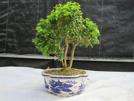 bonsai tree value 38 Year Old Japanese Kingsville Boxwood Specimen Bonsai Tree