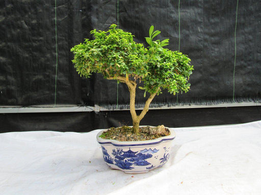 38 Year Old Japanese Kingsville Boxwood Specimen Bonsai Tree