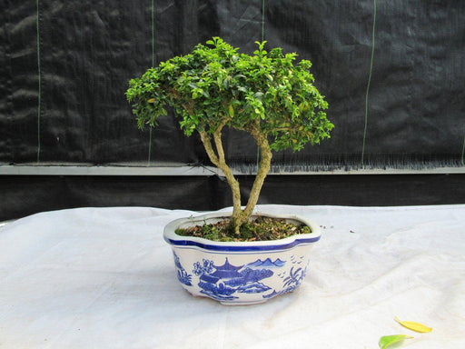 38 Year Old Japanese Kingsville Boxwood Specimen Bonsai Tree