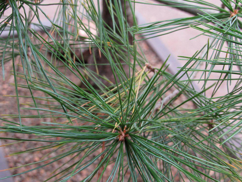 38 Year Old Japanese White Pine Specimen Bonsai Tree Leaves