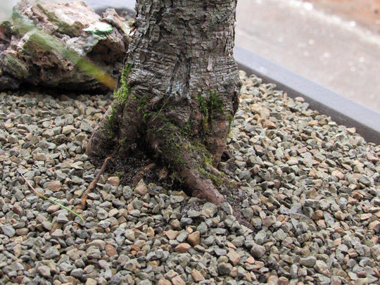 bonsai tree gravel 38 Year Old Japanese White Pine Specimen Bonsai Tree