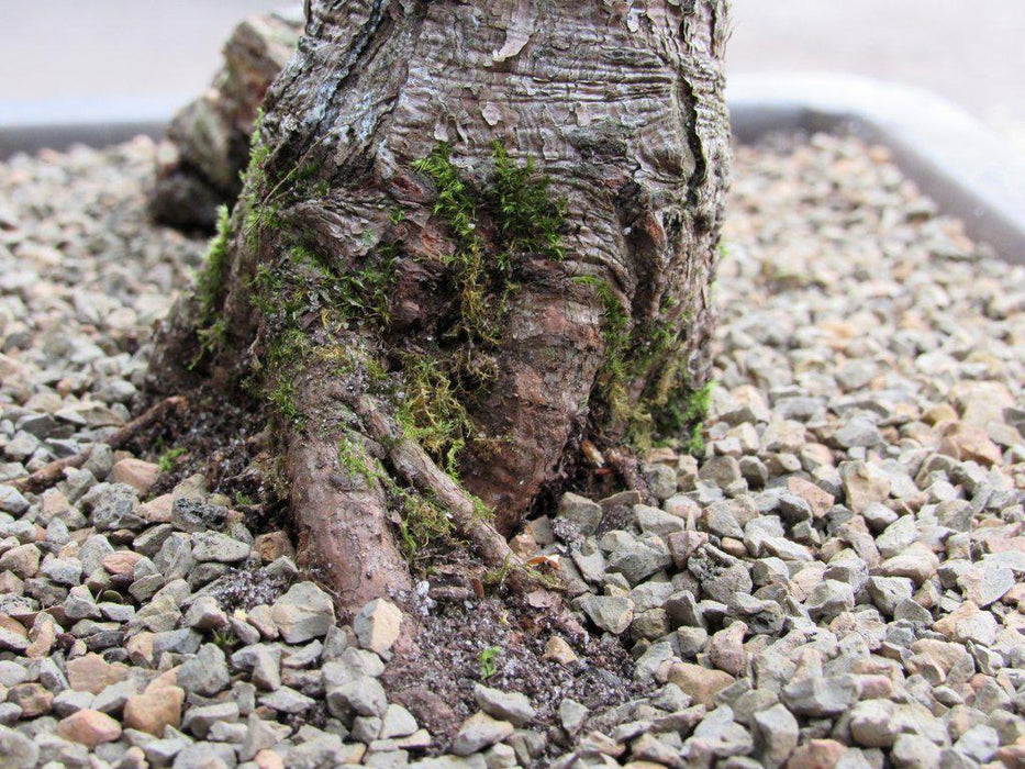 38 Year Old Japanese White Pine Specimen Bonsai Tree Moss