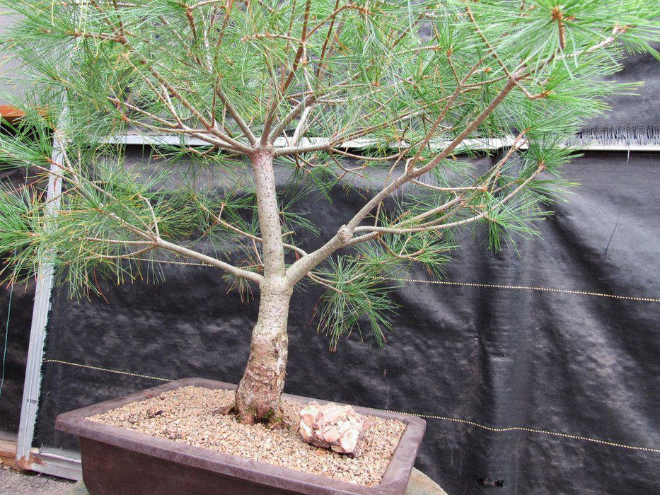 38 Year Old Japanese White Pine Specimen Bonsai Tree Branching Structure