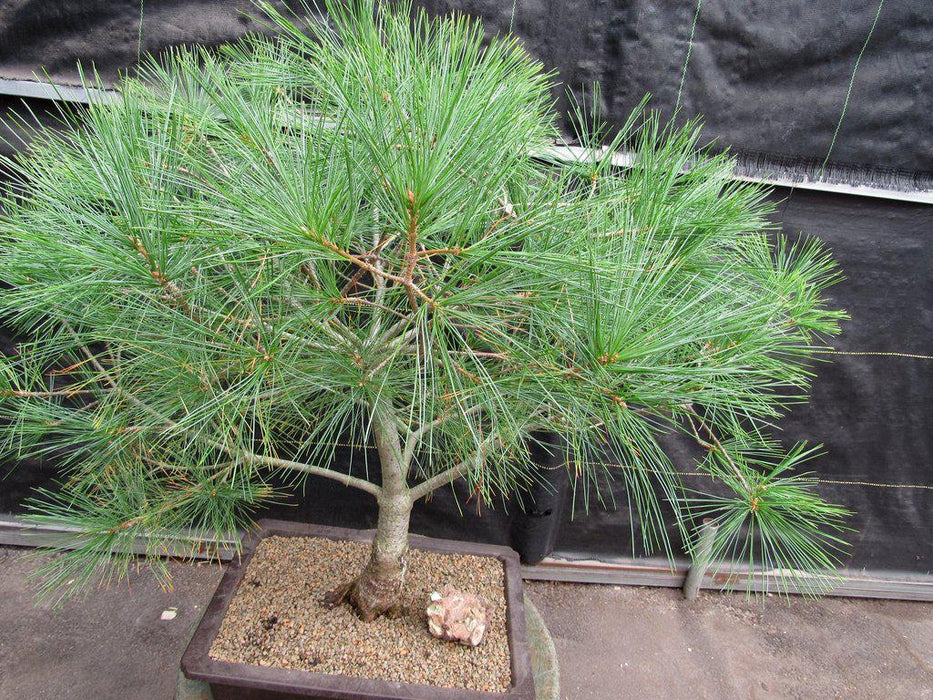 38 Year Old Japanese White Pine Specimen Bonsai Tree Apex