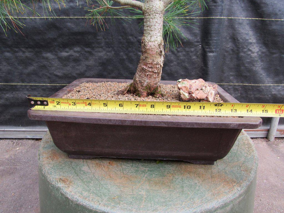 38 Year Old Japanese White Pine Specimen Bonsai Tree Width