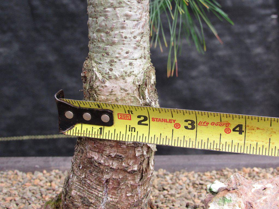 38 Year Old Japanese White Pine Specimen Bonsai Tree Trunk Width