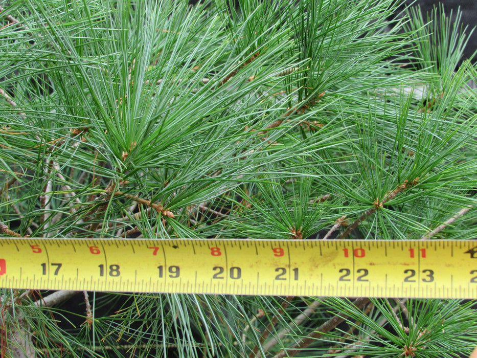 38 Year Old Japanese White Pine Specimen Bonsai Tree Canopy Size