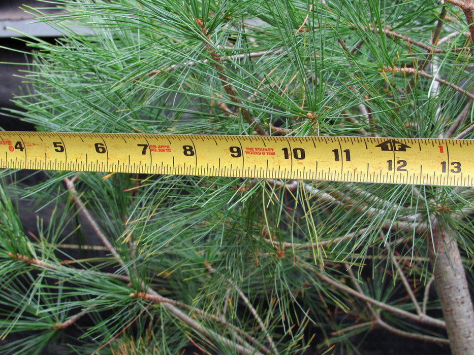 38 Year Old Japanese White Pine Specimen Bonsai Tree Canopy Width