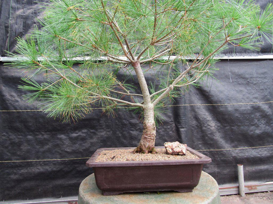 38 Year Old Japanese White Pine Specimen Bonsai Tree Pot