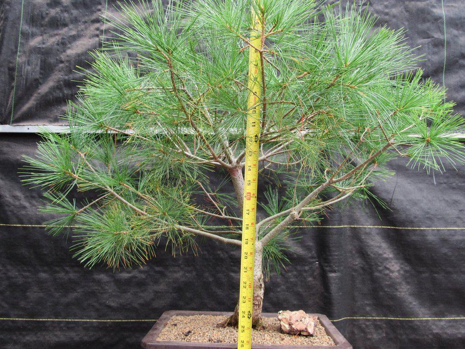 38 Year Old Japanese White Pine Specimen Bonsai Tree Size