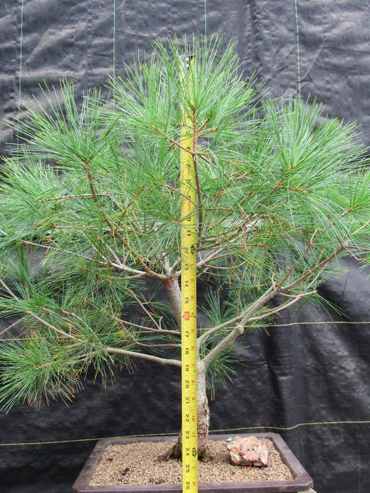 38 Year Old Japanese White Pine Specimen Bonsai Tree Full Size