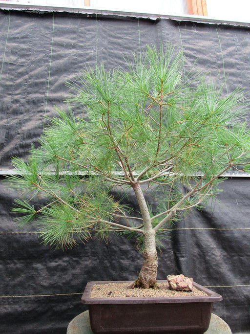38 Year Old Japanese White Pine Specimen Bonsai Tree