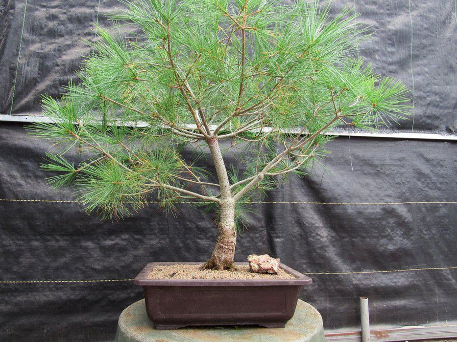38 Year Old Japanese White Pine Specimen Bonsai Tree Profile