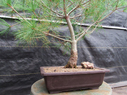 38 Year Old Japanese White Pine Specimen Bonsai Tree