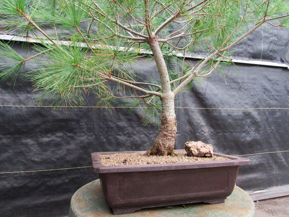 38 Year Old Japanese White Pine Specimen Bonsai Tree Side Profile