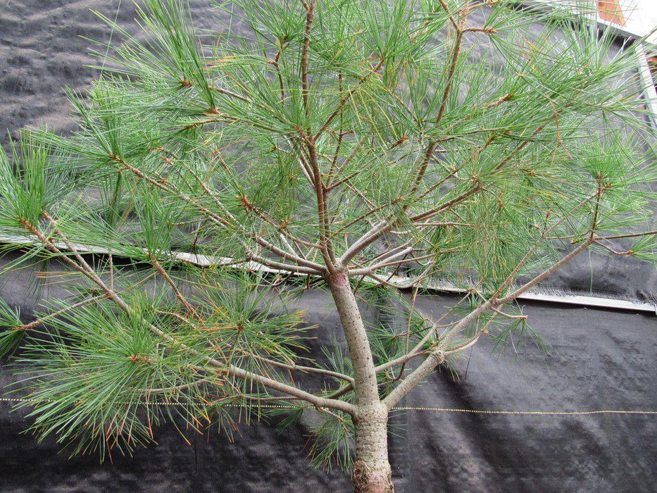 38 Year Old Japanese White Pine Specimen Bonsai Tree Branches