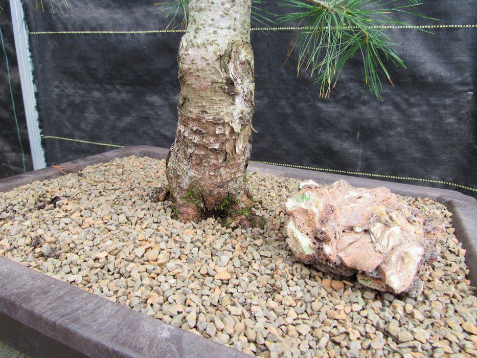 38 Year Old Japanese White Pine Specimen Bonsai Tree Trunk