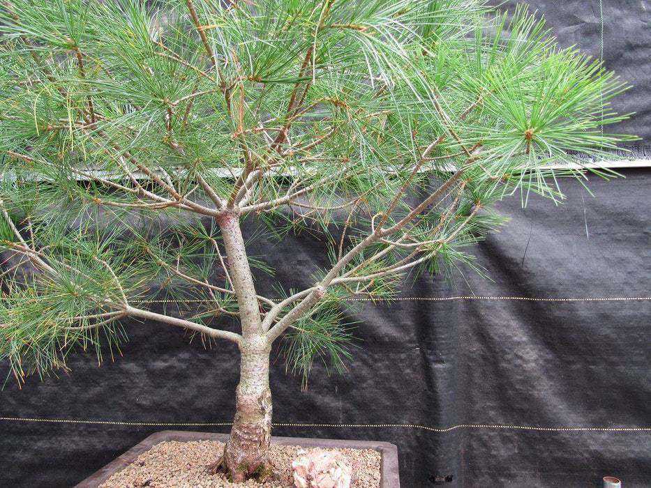 38 Year Old Japanese White Pine Specimen Bonsai Tree Foliage