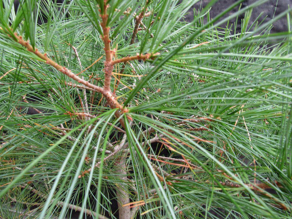 38 Year Old Japanese White Pine Specimen Bonsai Tree Needles