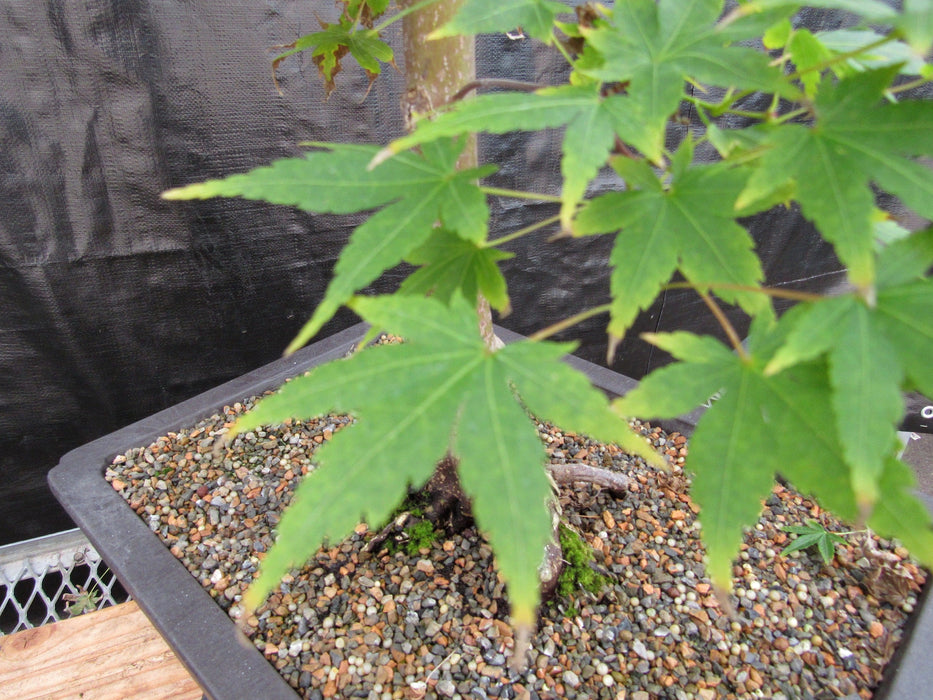 39 Year Old Coral Bark Japanese Maple Specimen Bonsai Tree Leaves