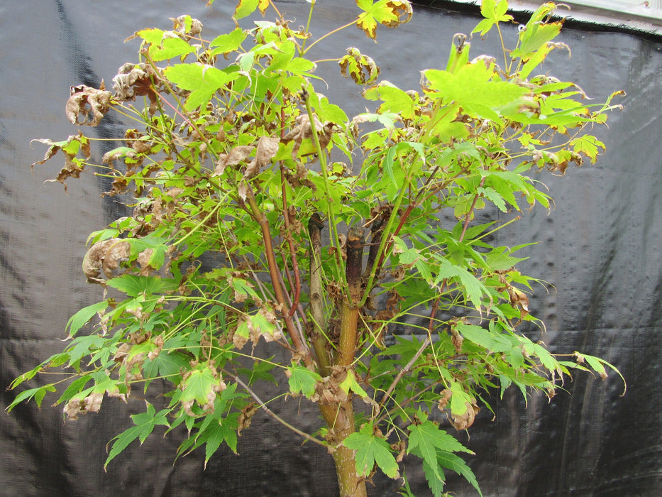 39 Year Old Coral Bark Japanese Maple Specimen Bonsai Tree Branch Stucture