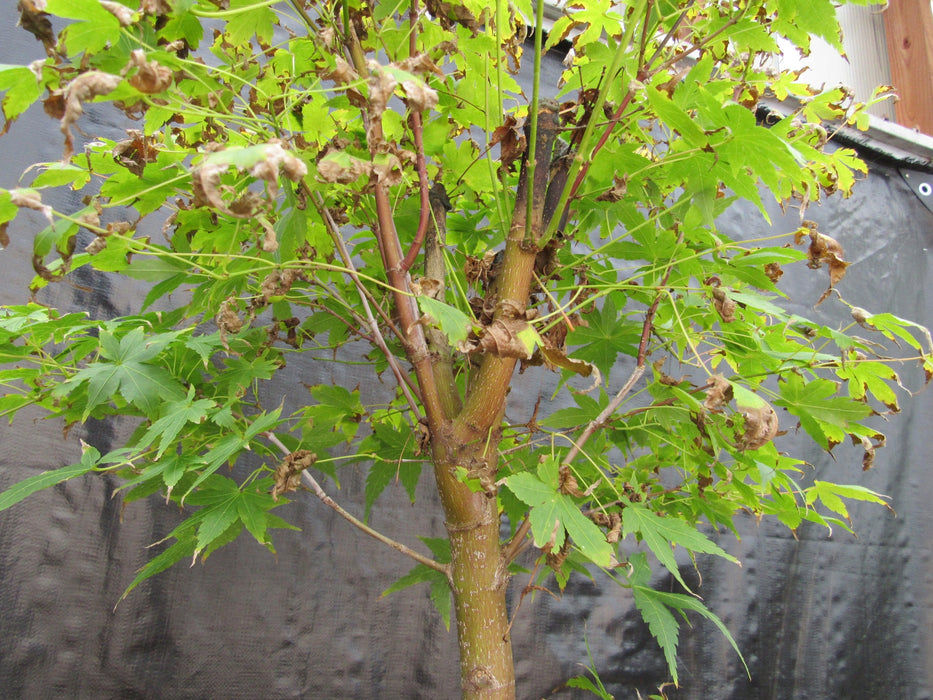 39 Year Old Coral Bark Japanese Maple Specimen Bonsai Tree Branches