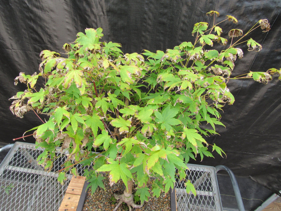 39 Year Old Coral Bark Japanese Maple Specimen Bonsai Tree Canopy