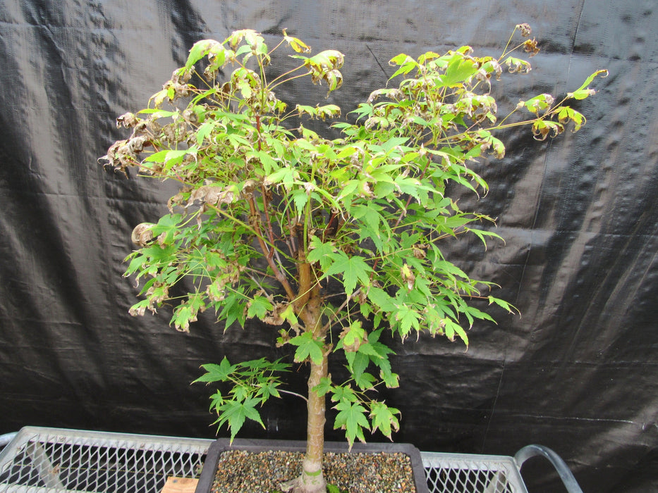 39 Year Old Coral Bark Japanese Maple Specimen Bonsai Tree Fall Foliage Beginning