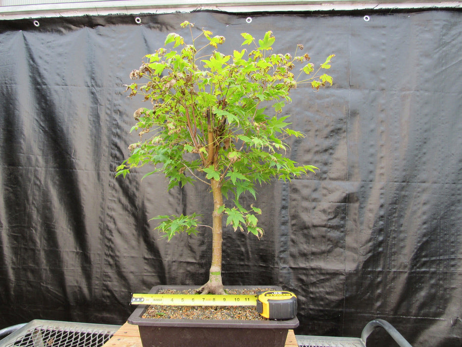 39 Year Old Coral Bark Japanese Maple Specimen Bonsai Tree Width