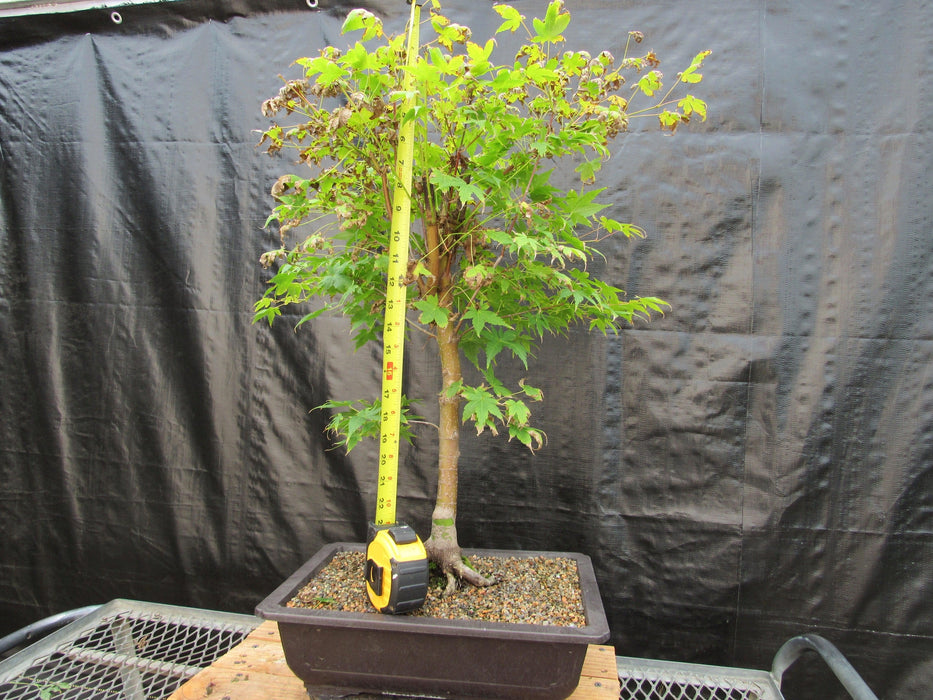 39 Year Old Coral Bark Japanese Maple Specimen Bonsai Tree Height