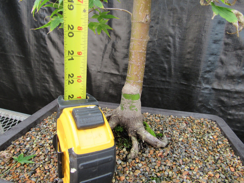 39 Year Old Coral Bark Japanese Maple Specimen Bonsai Tree Tall