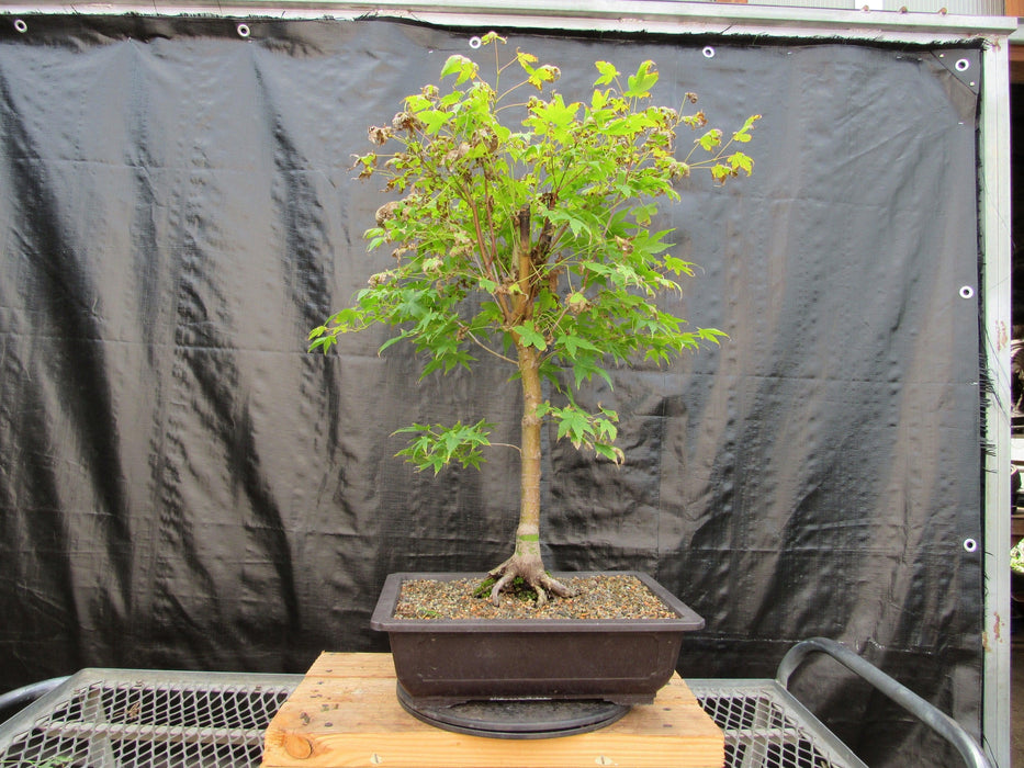 39 Year Old Coral Bark Japanese Maple Specimen Bonsai Tree Profile