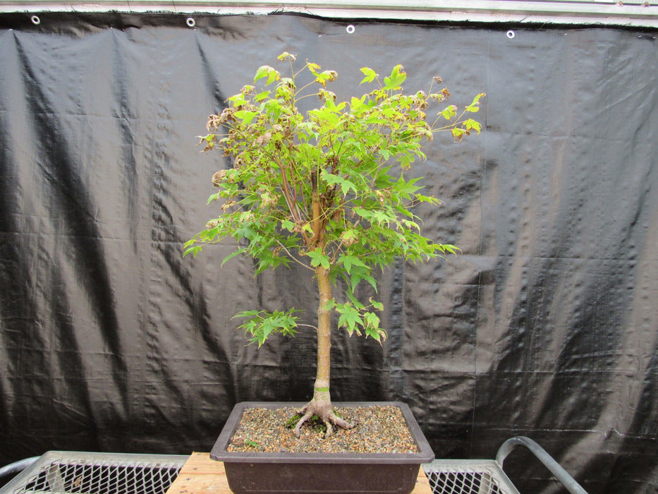 39 Year Old Coral Bark Japanese Maple Specimen Bonsai Tree Front