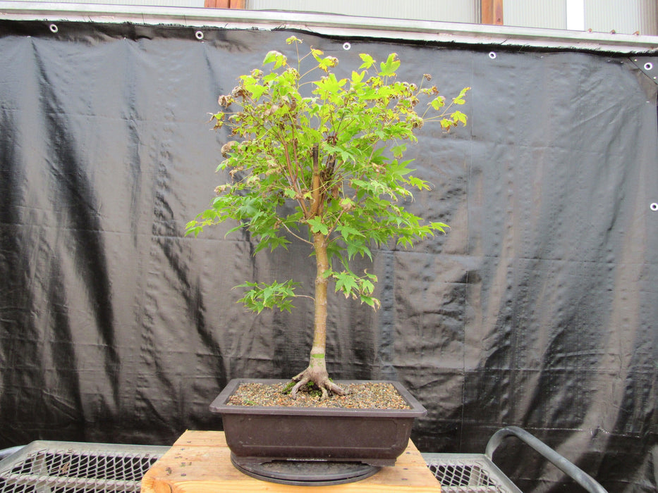 39 Year Old Coral Bark Japanese Maple Specimen Bonsai Tree Alt