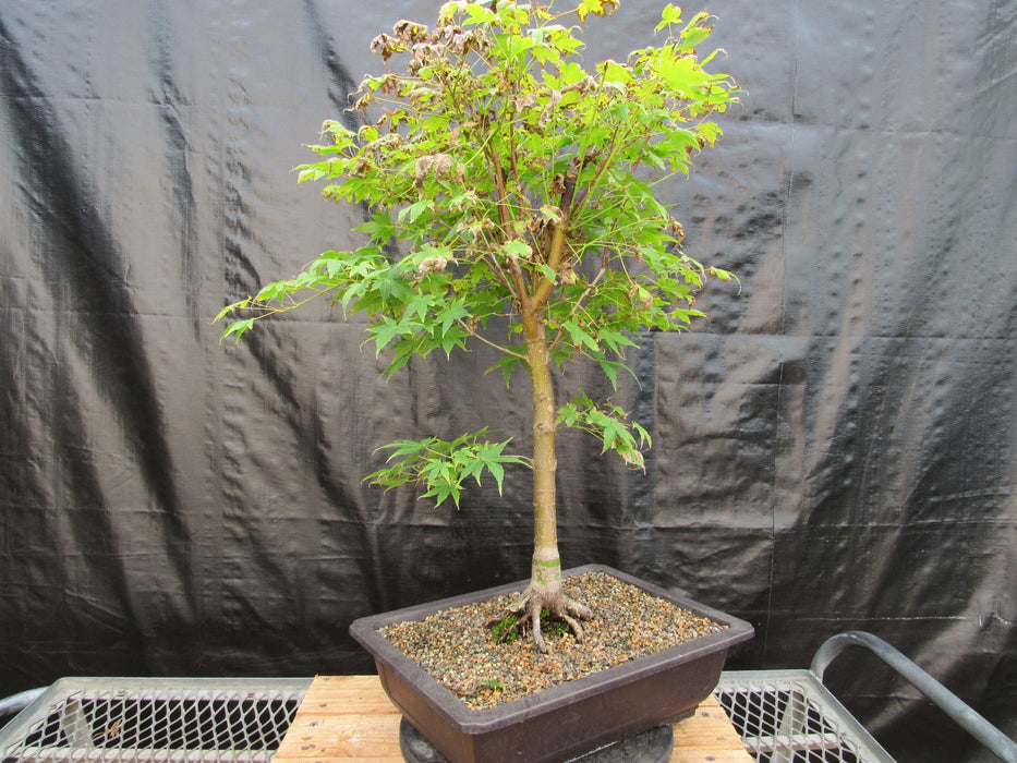 39 Year Old Coral Bark Japanese Maple Specimen Bonsai Tree Side