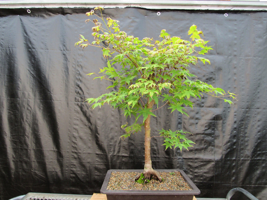 39 Year Old Coral Bark Japanese Maple Specimen Bonsai Tree Back