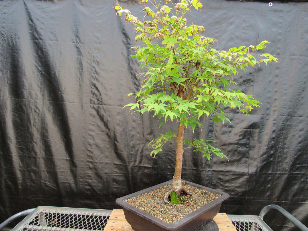 39 Year Old Coral Bark Japanese Maple Specimen Bonsai Tree Strong Side