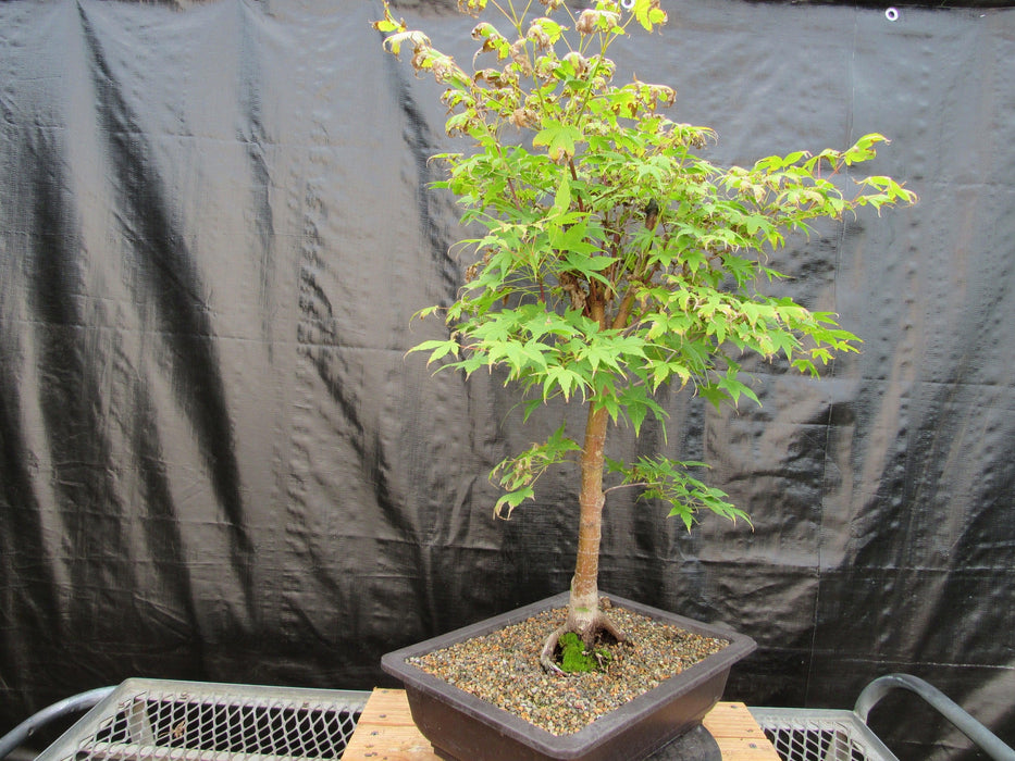 39 Year Old Coral Bark Japanese Maple Specimen Bonsai Tree Strong Side