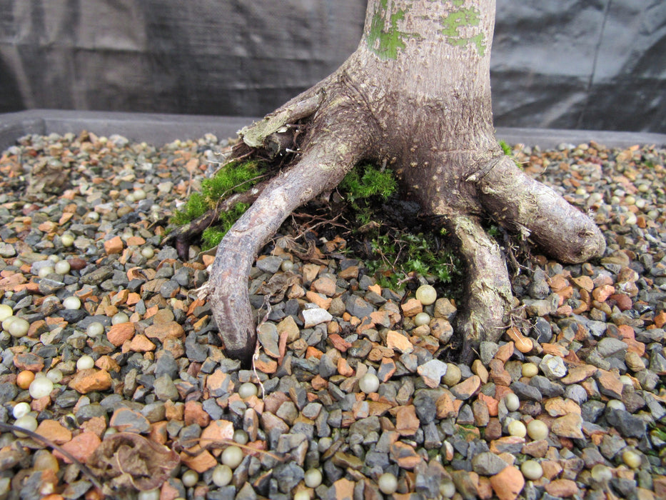 39 Year Old Coral Bark Japanese Maple Specimen Bonsai Tree Roots