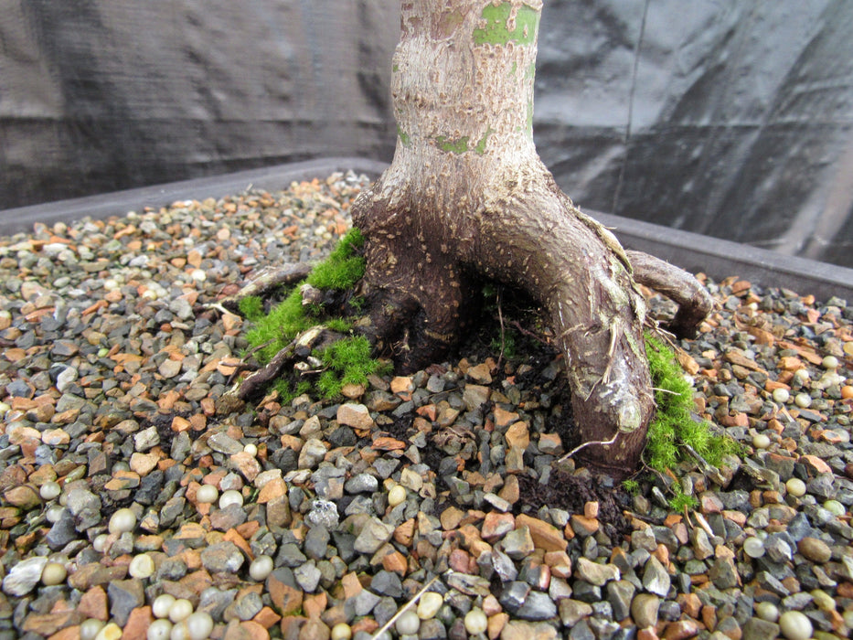 39 Year Old Coral Bark Japanese Maple Specimen Bonsai Tree Root Moss