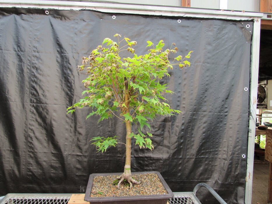 39 Year Old Coral Bark Japanese Maple Specimen Bonsai Tree