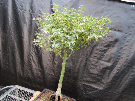 39 Year Old Japanese Butterfly Maple Specimen Bonsai Tree