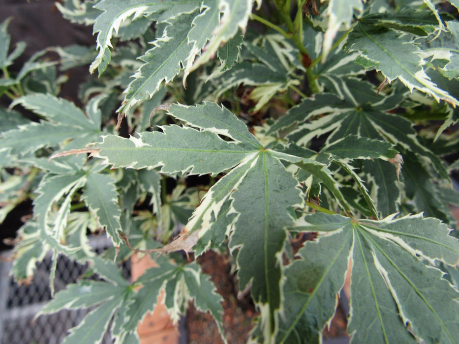 39 Year Old Japanese Butterfly Maple Specimen Bonsai Tree Serrated Leaves