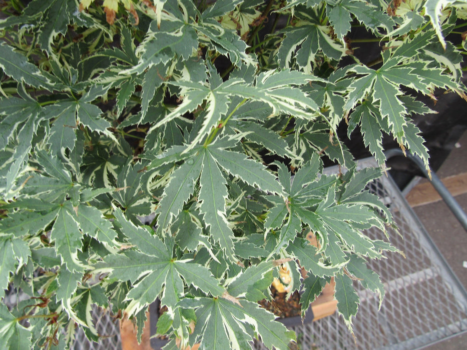 39 Year Old Japanese Butterfly Maple Specimen Bonsai Tree Variegated Leaves