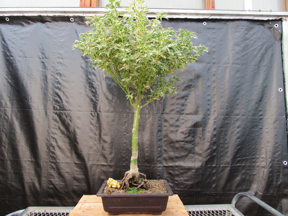 39 Year Old Japanese Butterfly Maple Specimen Bonsai Tree Back