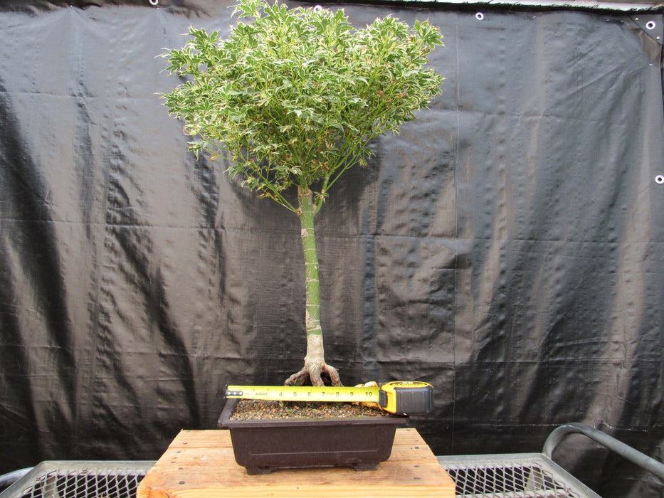 39 Year Old Japanese Butterfly Maple Specimen Bonsai Tree Size